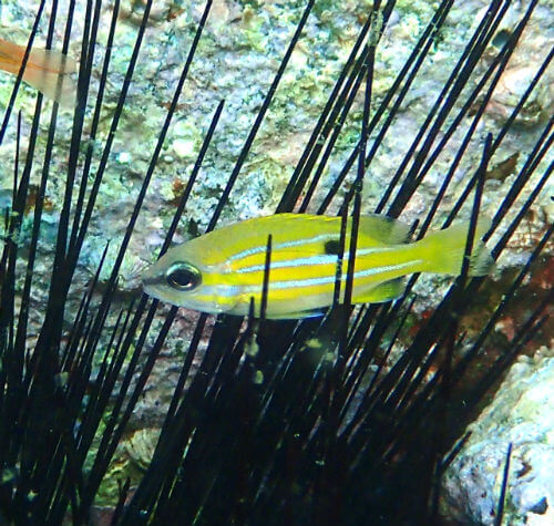 ヨスジフエダイの幼魚・西伊豆獅子浜｜ダイビングショップアリエス