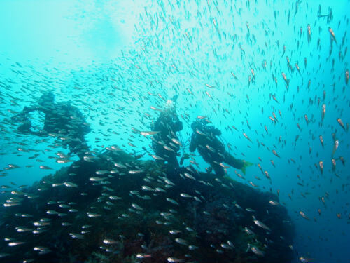 西伊豆雲見は伊豆№１の洞窟ポイントで濃い魚影を誇る