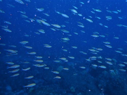 イサキの群れ＠獅子浜生物図鑑（西伊豆）｜ダイビングショップアリエス