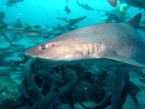 300匹を超えるサメの群れ・千葉県伊戸｜ダイビングショップアリエス