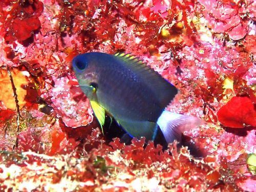 フカミスズメダイの若魚＠赤沢・東伊豆｜ダイビングショップアリエス