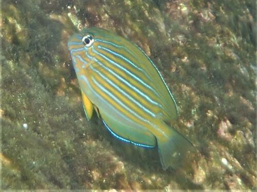 ニジハギの幼魚・小田原福浦｜ダイビングショップアリエス