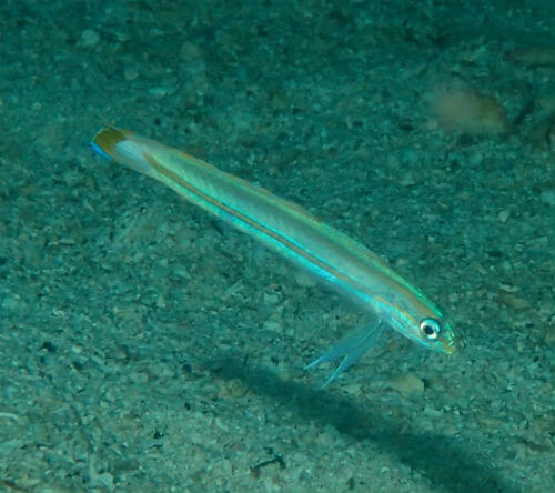 生物王国 高知県柏島の生物図鑑 ダイビングショップアリエス
