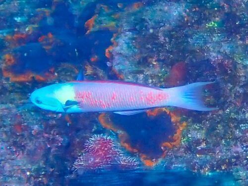 コガシラベラのオス＠西伊豆・田子｜ダイビングショップアリエス