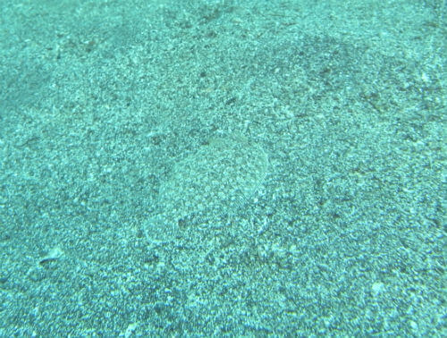 東伊豆のダイビングポイント富戸の砂に隠れるダルマガレイ