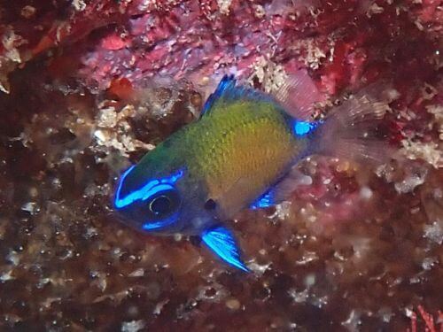 アマミスズメダイの幼魚＠東伊豆・富戸｜ダイビングショップアリエス