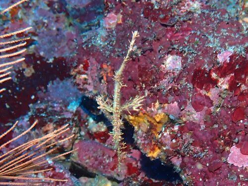 ニシキフウライウオ＠伊豆海洋公園｜ダイビングショップアリエス