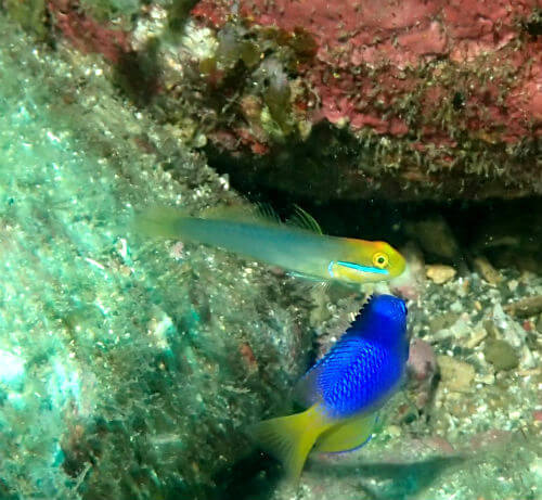 アカハチハゼの幼魚・西伊豆雲見｜ダイビングショップアリエス