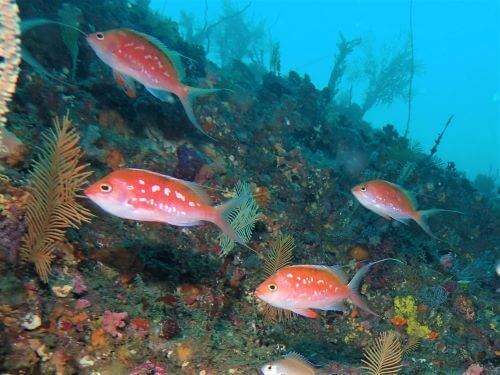 サクラダイのオス・東伊豆伊東｜ダイビングショップアリエス