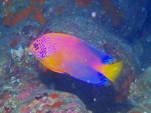 レンテンヤッコの成魚＠西伊豆・雲見｜ダイビングショップアリエス