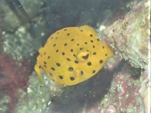 ハコフグの幼魚・小田原福浦｜ダイビングショップアリエス