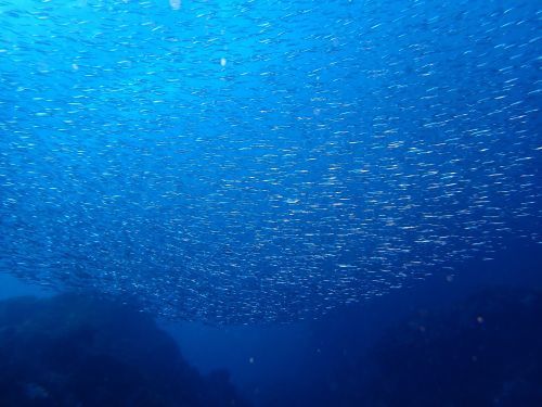 キビナゴ＠八幡野生物図鑑（東伊豆）｜ダイビングショップアリエス