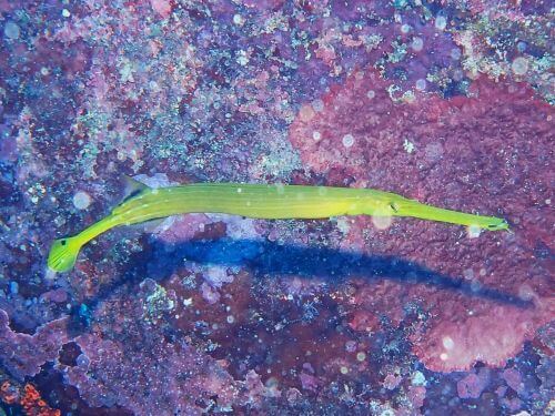 ヘラヤガラ＠東伊豆・富戸｜ダイビングショップアリエス