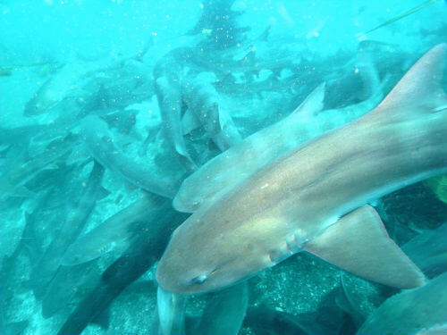 千葉のダイビングポイント伊戸ではサメがダイバーに激突する！