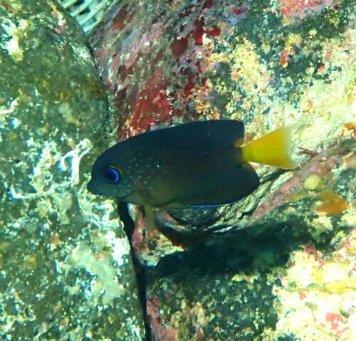 コクテンサザナミハギの幼魚・東伊豆伊豆海洋公園｜ダイビングショップアリエス