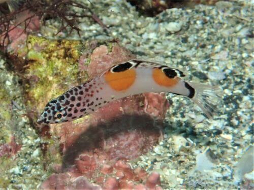 カンムリベラの幼魚・伊豆海洋公園（IOP)｜ダイビングショップアリエス