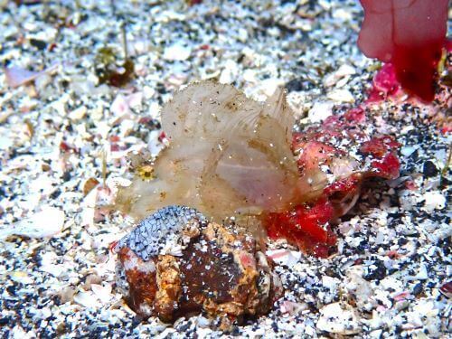 ボロカサゴの幼魚＠伊豆海洋公園生物図鑑（ＩＯＰ）｜ダイビングショップアリエス