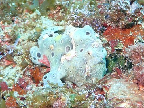 オオモンカエルアンコウの若魚＠小田原・江之浦｜ダイビングショップアリエス