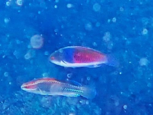 クロヘリイトヒキベラのオス＠西伊豆・井田｜ダイビングショップアリエス