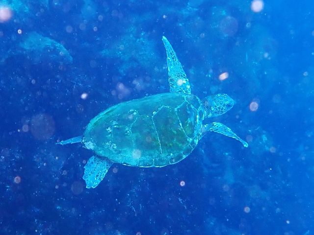 アオウミガメ＠伊豆海洋公園｜ダイビングショップアリエス