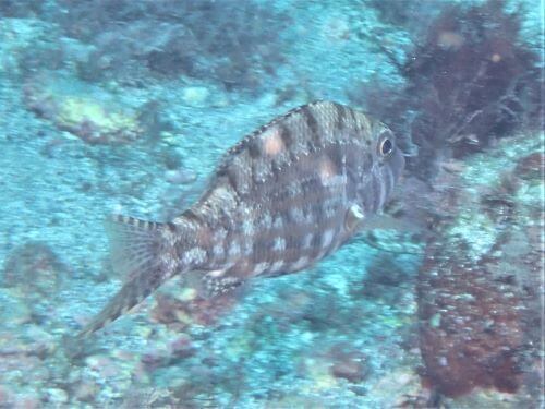 謎の魚・東伊豆富戸｜ダイビングショップアリエス