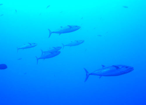 与那国島の150ｃｍ級のイソマグロ