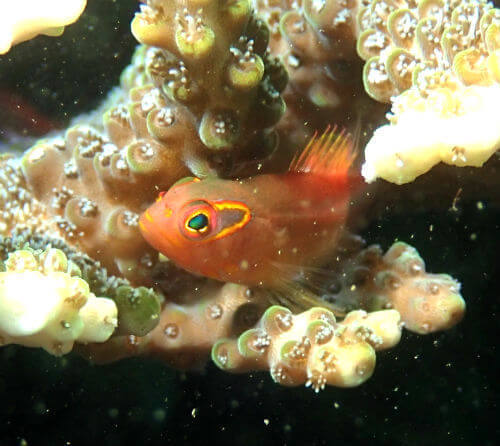 メガネゴンベの幼魚・西伊豆田子｜ダイビングショップアリエス