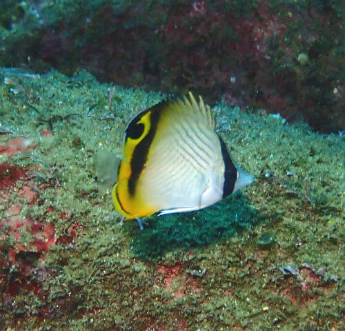 フウライチョウチョウウオの幼魚・小田原福浦｜ダイビングショップアリエス