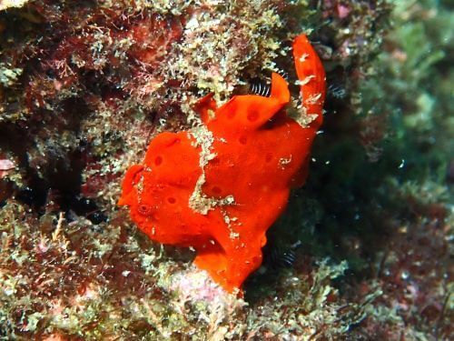イロカエルアンコウ＠富戸生物図鑑（東伊豆）｜ダイビングショップアリエス