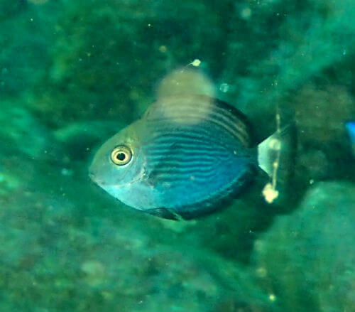 ニセカンランハギの幼魚・小田原江之浦｜ダイビングショップアリエス