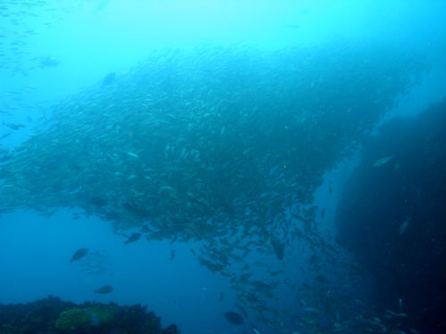 千葉県西川名のファンダイブ、もはやよく分からない魚の固まり