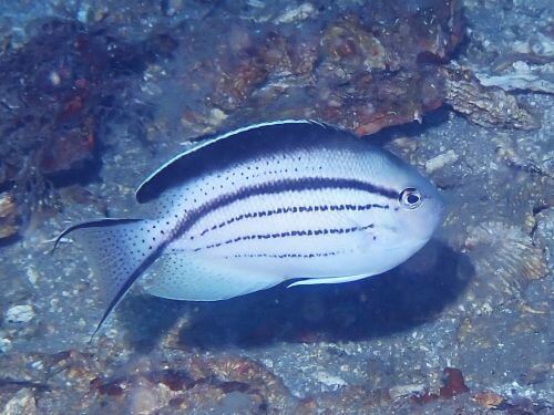 タテジマヤッコのメス＠西伊豆・田子｜ダイビングショップアリエス