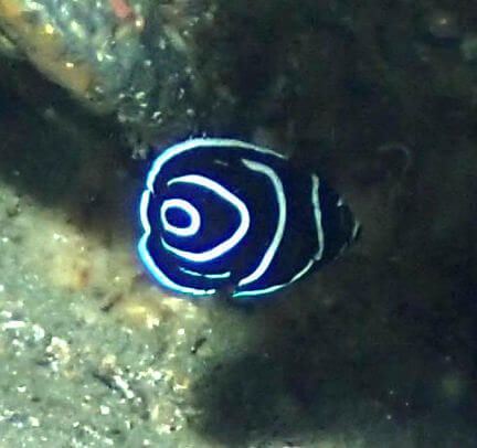 タテジマキンチャクダイの幼魚・東伊豆IOP｜ダイビングショップアリエス