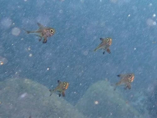 ツマグロハタンポの幼魚＠伊豆海洋公園（IOP）生物図鑑｜ダイビングショップアリエス
