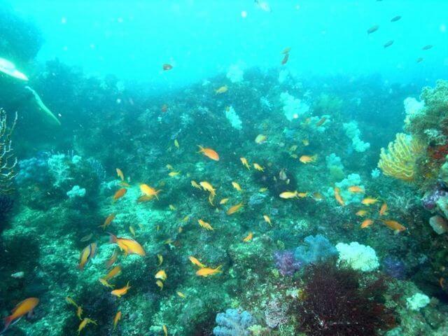 東伊豆北川キンギョハナダイ