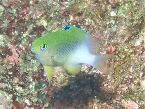 セダカスズメダイの幼魚・西伊豆田子｜ダイビングショップアリエス