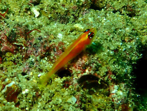 ヒメニラミベニハゼ・高知県柏島｜ダイビングショップアリエス