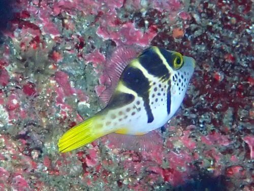 ノコギリハギ＠富戸生物図鑑（東伊豆）｜ダイビングショップアリエス