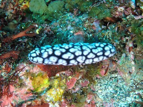 コイボウミウシ・伊豆海洋公園（IOP）生物図鑑｜ダイビングショップアリエス