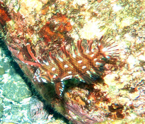 オビテンスモドキの幼魚・東伊豆伊豆海洋公園｜ダイビングショップアリエス