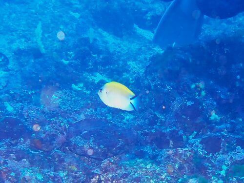 ヤイトヤッコのメス＠東伊豆・赤沢｜ダイビングショップアリエス