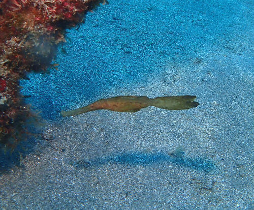 まるで海藻のようなカミソリウオ｜西伊豆田子ファンダイブ