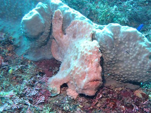 オオモンカエルアンコウ・東伊豆伊豆海洋公園（ＩＯＰ）｜ダイビングショップアリエス