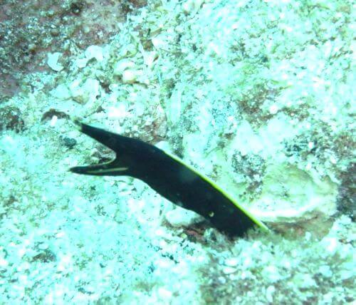 柏島ハナヒゲウツボ幼魚