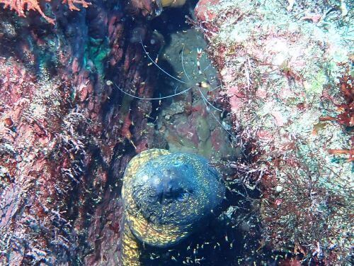 ウツボとオトヒメエビ＠伊豆海洋公園生物図鑑｜ダイビングショップアリエス