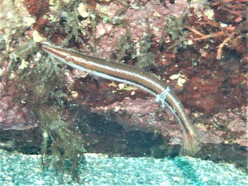 カマスベラの幼魚・東伊豆八幡野｜ダイビングショップアリエス