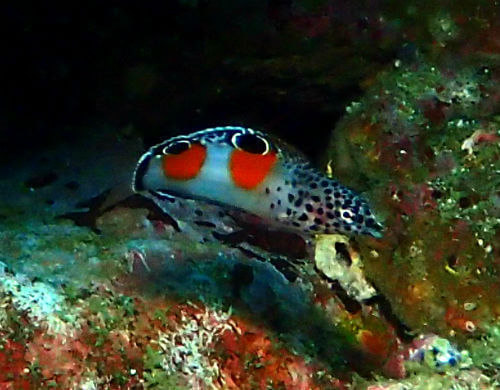 カンムリベラの幼魚・東伊豆富戸｜ダイビングショップアリエス