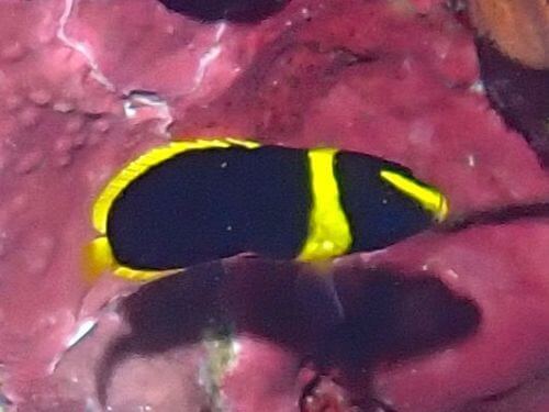 キンチャクダイの幼魚＠八幡野生物図鑑（東伊豆）｜ダイビングショップアリエス