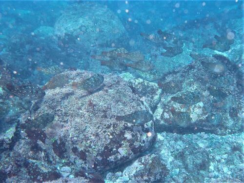 ブダイの若魚・伊豆海洋公園（ＩＯＰ）生物図鑑｜ダイビングショップアリエス