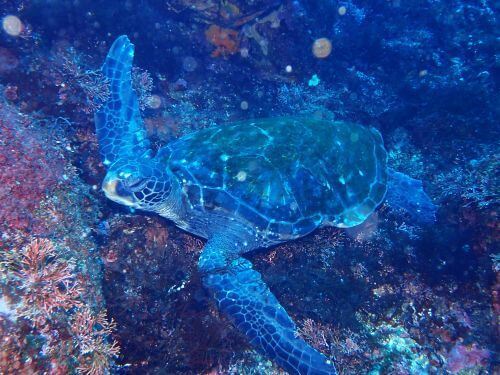 アオウミガメ＠東伊豆・赤沢｜ダイビングショップアリエス